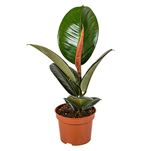 Gummibaum | Ficus 'Robusta' pro Stück - Zimmerpflanze im Kinderzimmertopf cm12 cm - 35 cm von Bloomique