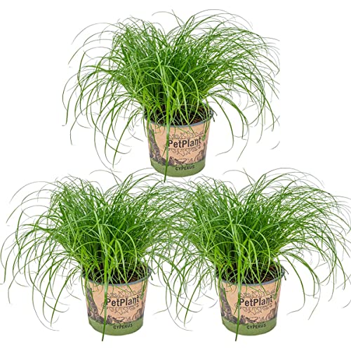 3x Cyperus 'Zumula' - Katzengras - Zimmerpflanze - Haustierfreundlich – ⌀12 cm - 20-25 cm von Bloomique