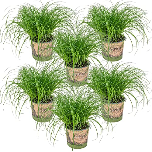 6x Cyperus 'Zumula' - Katzengras - Zimmerpflanze - Haustierfreundlich – ⌀12 cm - 20-25 cm von Bloomique