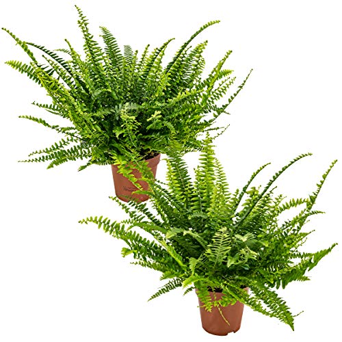Lockiger Farn | Nephrolepis pro 2 Stück - Luftreinigende Zimmerpflanze im Anzuchttopf ⌀12 cm - 40 cm von Bloomique
