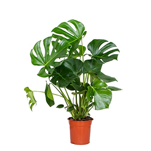 Monstera Deliciosa - Lochpflanze - Zimmerpflanzen groß - Luftreinigend - Kletterpflanzen Zimmer - Hängepflanze echt – ⌀21 cm - 70-80 cm von Bloomique