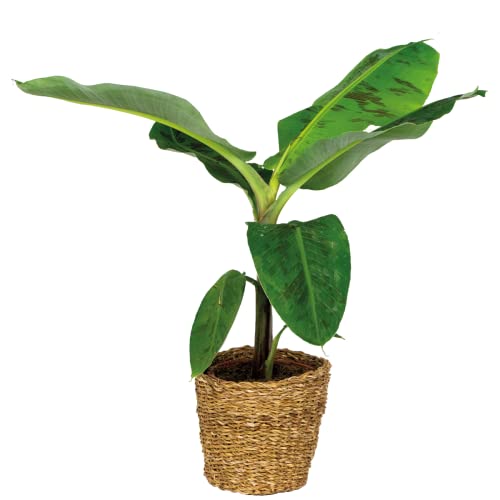 Musa Cavendish inkl. Seegraskorb - Bananenpflanze - Luftreinigend - ⌀21 cm - 90-100 cm von Bloomique