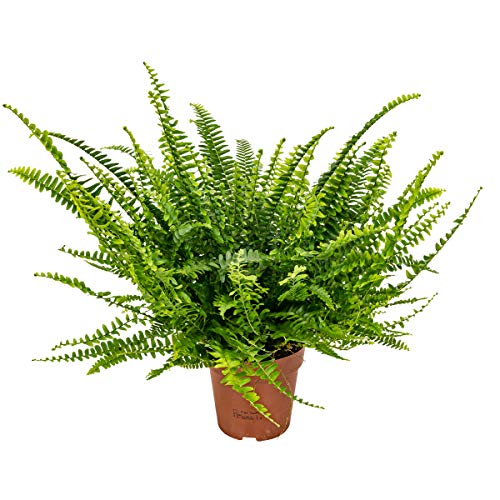 Lockiger Farn | Nephrolepis - Luftreinigende Zimmerpflanzen im Kinderzimmer bei 12 cm - 40 cm von Bloomique