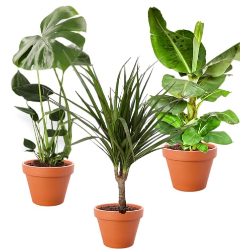 3er-Pflanzen-Set, Monstera (55-65cm), Bananenpflanze (50-60cm), Dracaena (55-65cm), Pflanzen für Wohnung und Büro, Qualität vom Pflanzen Profi, Schneller Pflanzenversand, Raumbegrünung von Blume Ideal