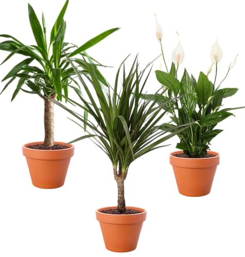 3er-Pflanzen-Set, Spathiphyllum (60-70cm), Dracaena (55-65cm), Yucca (45-55cm), Pflanzen für Wohnung und Büro, Qualität vom Pflanzen Profi, Schneller Pflanzenversand, Raumbegrünung von Blume Ideal