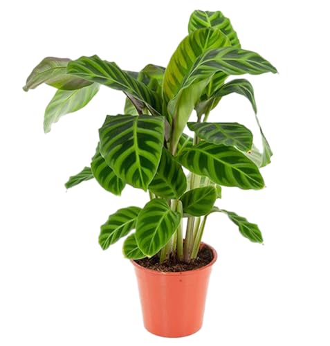 Calathea Leopardina, Korbmarante, 50-60cm, Zimmerpflanze für Wohnung und Büro, Qualität vom Pflanzen Profi, Schneller Pflanzenversand, Ideale Raumbegrünung von Blume Ideal