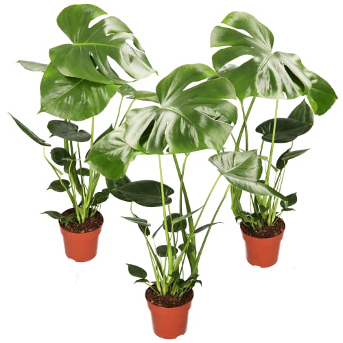 Monstera Deliciosa 3er-Set, 55-70cm, 14cm Topf Ø, Pflanzen-Set für Wohnung und Büro, Qualität vom Pflanzen Profi, Schneller Pflanzenversand, Ideale Raumbegrünung von Blume Ideal