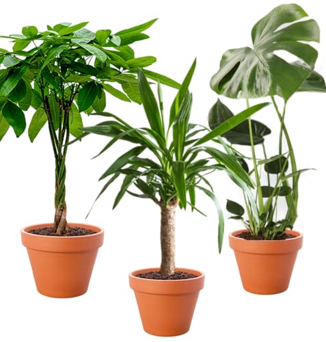 Tropen 3er-Set, Monstera & Pachira & Yucca, 45-70cm, 14er Topf, Pflanzen-Set für Wohnung und Büro, Qualität vom Pflanzen Profi, Schneller Pflanzenversand, Ideale Raumbegrünung von Blume Ideal