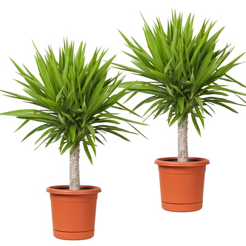 Yucca Palmen 2er-Set, 2x Palmlilie, 45-55cm, 14er Topf, Pflanzen-Set für Wohnung und Büro, Qualität vom Pflanzen Profi, Schneller Pflanzenversand, Ideale Raumbegrünung von Blume Ideal