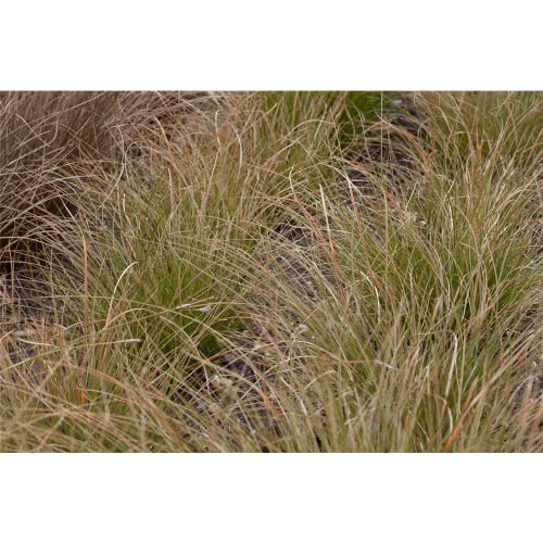 Carex Prairie Fire - bronze Segge - im Topf 11 cm, in Gärtnerqualität von Blumen Eber - 11 cm von Blumen Eber