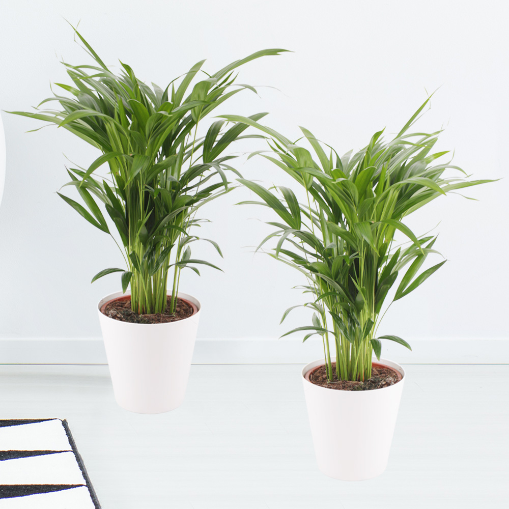 Zwei Goldfruchtpalmen (Areca-Palme, 60 cm) + zwei gratis Töpfe von Blumenshop.de