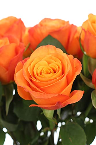 10 Rosen im Bund - Orange - frische echte Stiele in Premium-Qualität - 40 cm - Frischegarantie von Blumigo