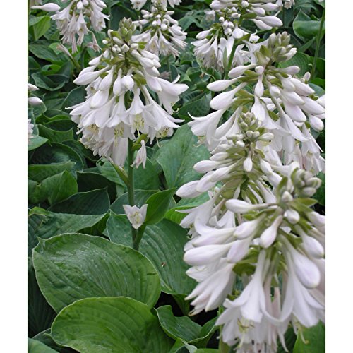 Blumixx Stauden Hosta sieboldiana 'Elegans' - Blaublatt-Funkie Herzblattlilie, im 1,0 Liter Topf, weißlichviolett blühend von Blumixx Stauden