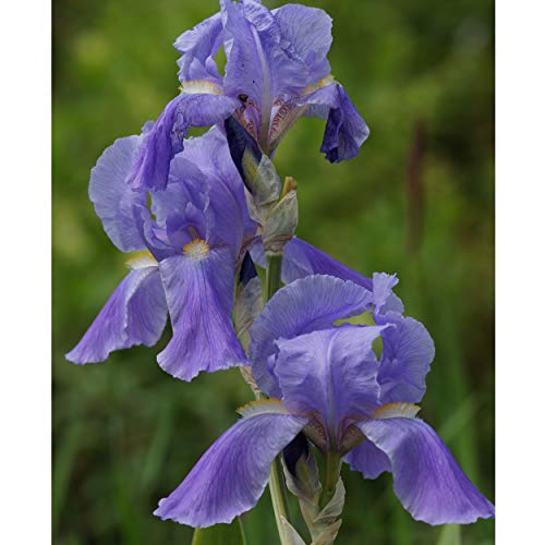 Blumixx Stauden Iris pallida 'Variegata' - Panaschierte Schwertlilie hellviolett von Blumixx Stauden