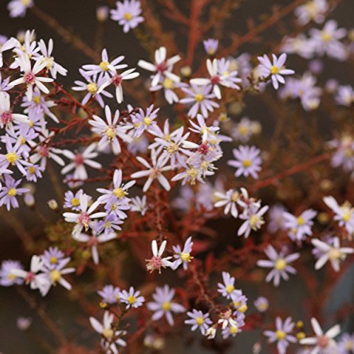 Blumixx Stauden Aster ericoides 'Erlkönig' - Myrtenaster im 1,0 Liter Topf hellviolett blühend von Blumixx Stauden