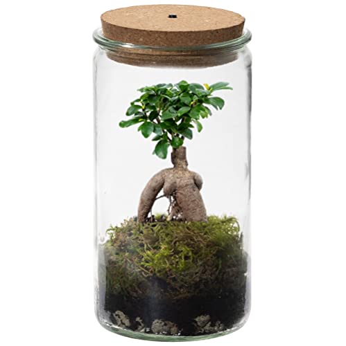 vdvelde.com - Bonsaiworld Bonsai Ginseng Echt im Weck Glas - Flaschengarten - Mini Pflanzen Terrarium - Ökosystem im Glas Set mit Bonsai Ginseng - Glas: Ø 10,5 cm, Höhe 21 cm von Bonsaiworld