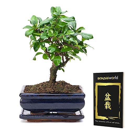 vdvelde.com - Bonsaiworld Bonsai Kugel Form mit Bonsai buch - Ca. 10 Jahre alt (Pflanzenhöhe: ca. 25 cm) - Inklusive japanischem Keramik topf und Untersetzer - Zimmerbonsai Pflanze von Bonsaiworld