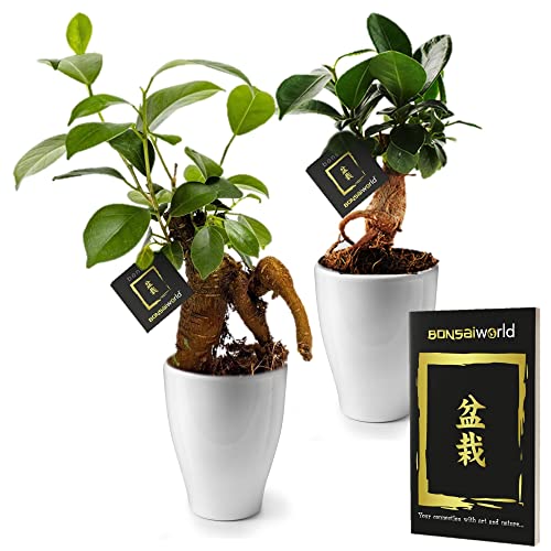 vdvelde.com - Bonsaiworld Mini Bonsai Ficus Ginseng - Kleine Bonsai Baum 2er Set inklusive keramik topfe und Bonsaibuch - (Topf: 7 cm/Höhe: ca. 21 cm) - Zimmerbonsai Pflanzen Aus eigener Gärtnerei von Bonsaiworld
