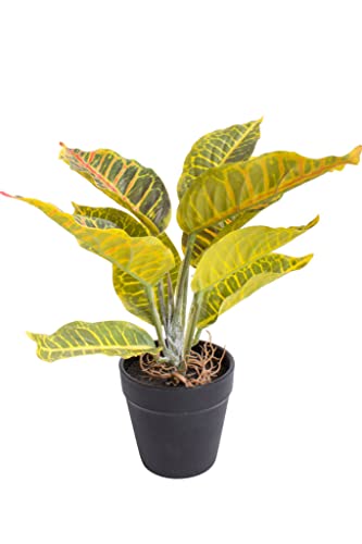 Botanic-Haus Kunstpflanze (Palme, Ficus, Schefflera, Akuba, Croton) Höhe ca. 30 cm im schwarzen Kunststofftopf (Croton gelb, grün, rot) von Botanic-Haus