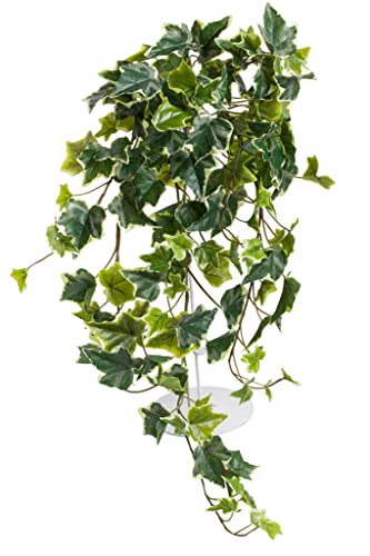 künstlicher Efeu Hängebusch, Kunstpflanze Holland Efeu ca. 65 cm lang, Farbe: grün-Creme von Botanic-Haus