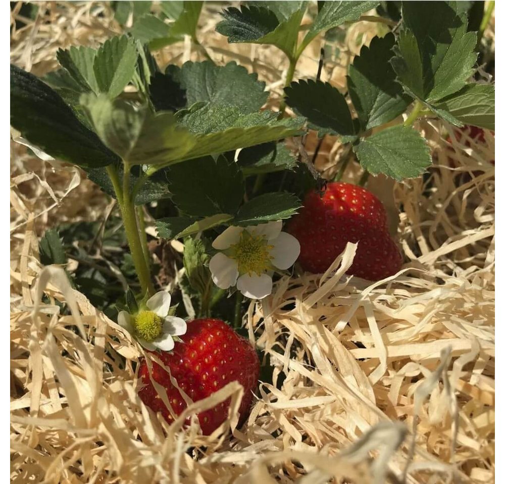 Boxolutions Gemüsedünger Holzwolle für Erdbeeren 2 Kg - Erdbeer Holzwolle Natur unbehandelt von Boxolutions