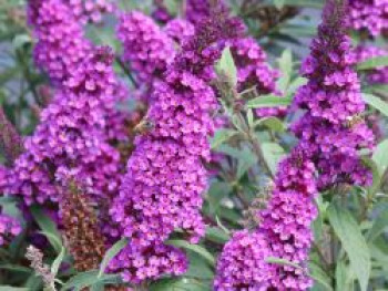 Schmetterlingsflieder / Sommerflieder Summer Kids ® 'Romy', Buddleja davidii Summer Kids ® 'Romy', Containerware von Buddleja davidii Summer Kids ® 'Romy'