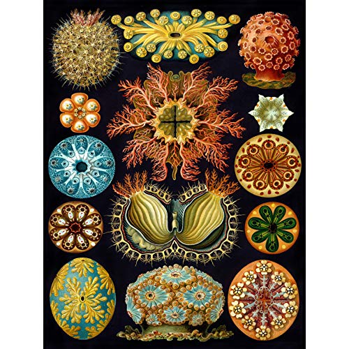 Bumblebeaver Nature Art Haeckel ERNST Plankton SEA Biology Germany Vintage Poster Print 12x16 inch 30x40cm Natur Biologie Deutsche Jahrgang von Wee Blue Coo
