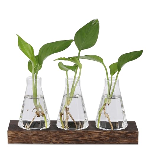 CEWROM Pflanzen Terrarium Glas Vasen,3 Stück Propagation Station Glasvase Klein Blumenvasen Set,Modern Glasvase Mit Holzständer Desktop Deko Vasen Glasterrarium Hydrovase für Wohnzimmer Büro Deko von CEWROM