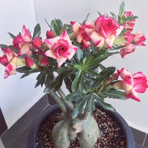 Adenium obesum pflanze Wüstenrose, winterharte, mehrjährige Pflanze, Gartendekoration, wächst gut in Töpfen-1zwiebeln-B von CFGRDEW