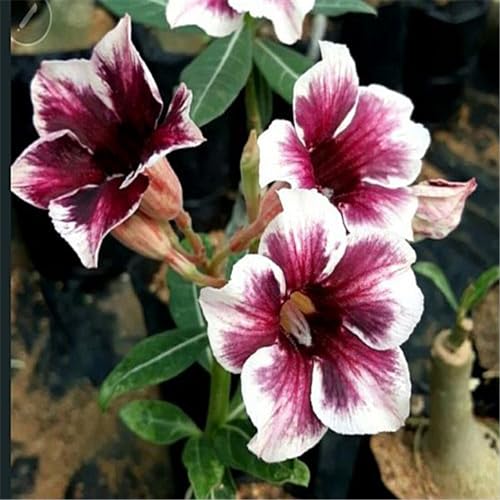 Adenium obesum pflanze Wüstenrosenpflanze Winterharte Stauden Hervorragender Zierwert, geeignet für Garten- und Zimmerbepflanzung-4zwiebeln-F von CFGRDEW