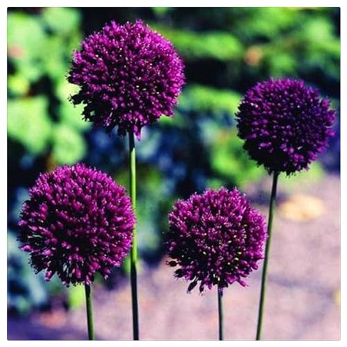 Allium giganteum - mehrjährig blumenzwiebeln - Allium zwiebeln mix - Allium zwiebeln winterhart mehrjährig - Allium giganteum zwiebeln - -15zwiebeln-I von CFGRDEW