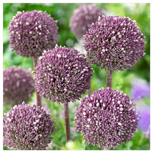 Allium mehrjährig blumenzwiebeln mix - Allium zwiebeln winterhart mehrjährig - Allium giganteum zwiebeln- Einfach zu pflanzen-15zwiebeln-A von CFGRDEW