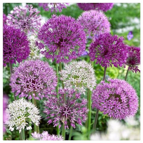 Allium zwiebeln mix - Allium zwiebeln purple sensation - Mehrjährig blumenzwiebeln - Allium zwiebeln winterhart mehrjährig - Allium giganteum zwiebeln-6zwiebeln-C von CFGRDEW