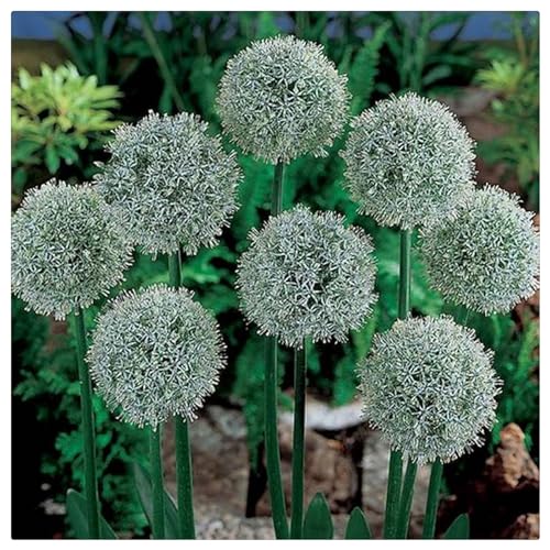 Allium zwiebeln mix - mehrjährig blumenzwiebeln - Allium zwiebeln winterhart mehrjährig - Allium giganteum zwiebeln - -6zwiebeln-C von CFGRDEW