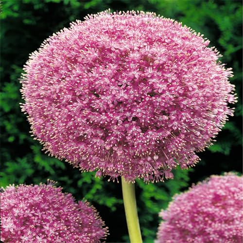 Allium zwiebeln winterhart - Allium weiß zwiebeln - Allium giganteum zwiebeln-Allium giganteum - mehrjährig zwiebeln-8zwiebeln-J von CFGRDEW