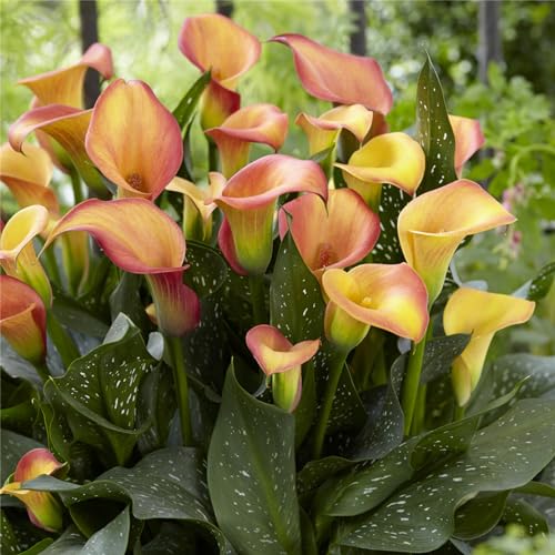 CFGRDEW Calla pflanze knolle,Calla zwiebeln winterhart mehrjährig,Einfach zu züchtende Calla-Lilienzwiebeln,Geeignet für Gärten und Töpfe-2knollen-D von CFGRDEW