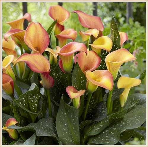 CFGRDEW Calla pflanzen winterhart mehrjährig - Calla knollen winterhart mehrjährig - Calla pflanzen zwiebeln winterhart-4knollen-J von CFGRDEW