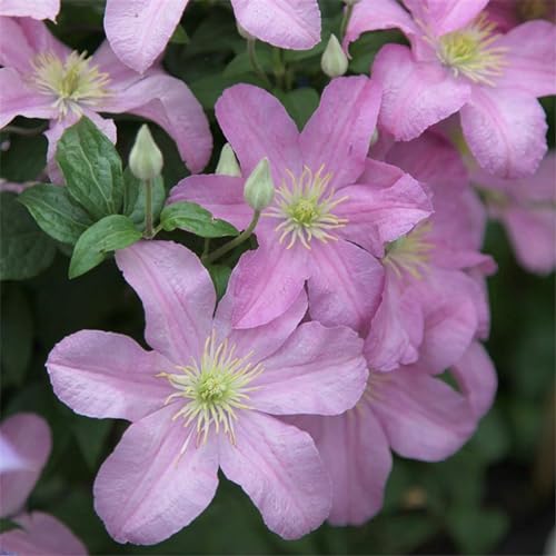 CFGRDEW Clematis pflanze winterhart mehrjährig，Clematis-Pflanze Winterharte Stauden Hervorragender Zierwert, geeignet für die Gartenbepflanzung-15knollen-H von CFGRDEW