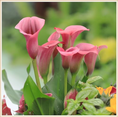 Calla pflanzen winterhart mehrjährig - Calla knollen winterhart mehrjährig - Calla pflanzen zwiebeln winterhart-8knollen-H von CFGRDEW