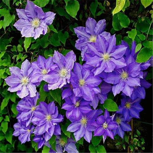 Clematis pflanze winterhart mehrjährig，Clematis-Pflanze Winterharte Stauden Hervorragender Zierwert, geeignet für die Gartenbepflanzung-15knollen-D von CFGRDEW