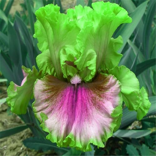 Iris knollen mix/Winterharte Stauden/Garten/Blumentopf/Zuhause //Einfach zu pflanzen/Sommerblühen/Reinigen Sie die Luft-4zwiebeln-C von CFGRDEW