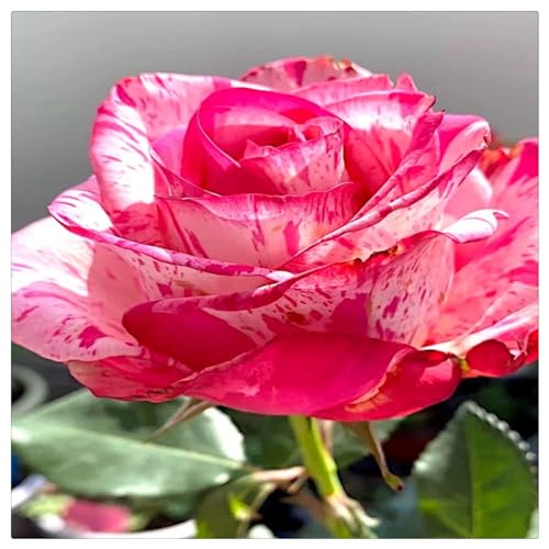 Rosen pflanzen winterhart - Rose pflanzen knollen winterhart - Strauchrosen, Duftrosen, Hybridrosen, zweifarbige Rosen-4Pflanze-A von CFGRDEW