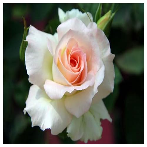 Rosen pflanzen winterhart - Rose pflanzen knollen winterhart - Strauchrosen, Duftrosen, Hybridrosen, zweifarbige Rosen-4Pflanze-D von CFGRDEW