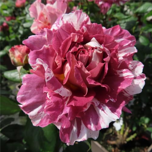 Rosen pflanzen winterhart -Rosenpflanze Winterharte Stauden Hervorragender Zierwert, geeignet für Garten- und Zimmerbepflanzung-3Pflanze-C von CFGRDEW