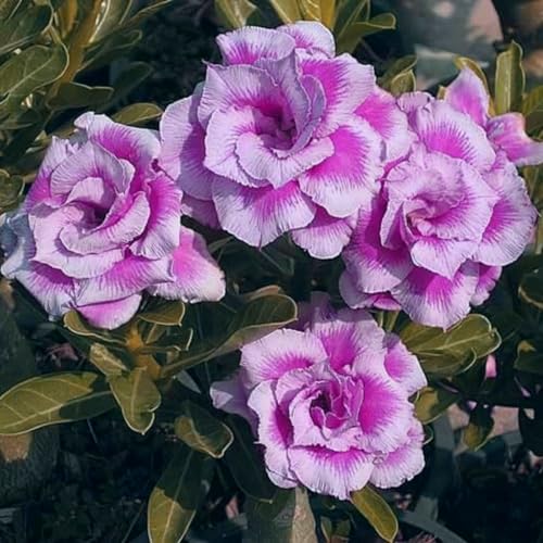 Wüstenrosenpflanze, adenium obesum pflanze kältebeständige mehrjährige Pflanze/Garten/Blumentopf/Haus/einfache Bepflanzung/grüne Pflanze von CFGRDEW