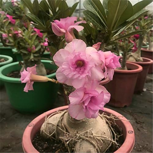 Wüstenrosenpflanze, adenium obesum pflanze kältebeständige mehrjährige Pflanze/Garten/Blumentopf/Haus/einfache Bepflanzung/grüne Pflanze von CFGRDEW