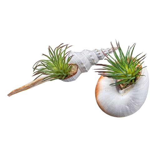 CREATIV green 2x Tilandsidien Pflanzen 8-14cm in Naturmuschel I Tillandsia mit naturgetreuen Blättern in grün I hochwertige & stilvolle Zimmerpflanzen I Tillandsien künstlich ideal als Indoor Deko von CREATIV green