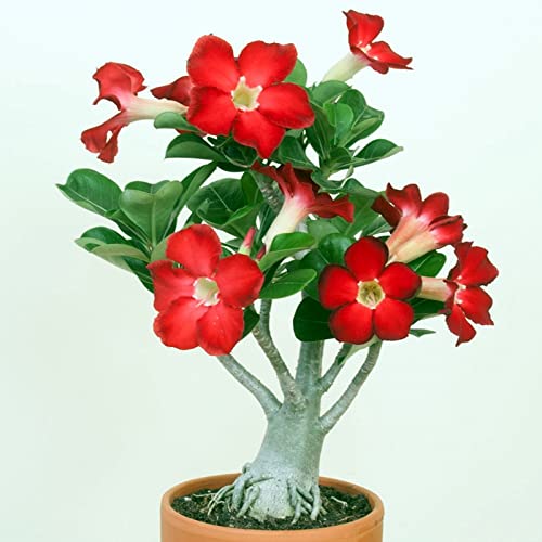 Wüstenrosenzwiebeln/Kältebeständige Stauden/wüstenrose kaufen/Wüstenrosenpflanzen/desert rose plant/CXXFGFT-4 zwiebeln-D Wüstenrosenzwiebeln/Kältebeständige Stauden/wüstenrose kaufen/Wüstenrosenpflanzen/desert rose plant/CXXFGFT-4 zwiebeln-D von CXXFGFT