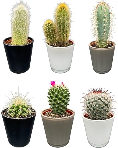 Cactus Mix, 7.5CMØ, 8-15CM Hoch, Moderne Glasgefäße (6 Stück) von Cactus24