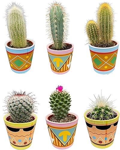 Cactus Mix, 7.5CMØ, 8-15CM Hoch, Picaso Töpfe (6 Stück) von Cactus24